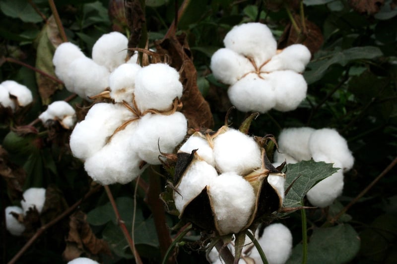 Organic Cotton Field